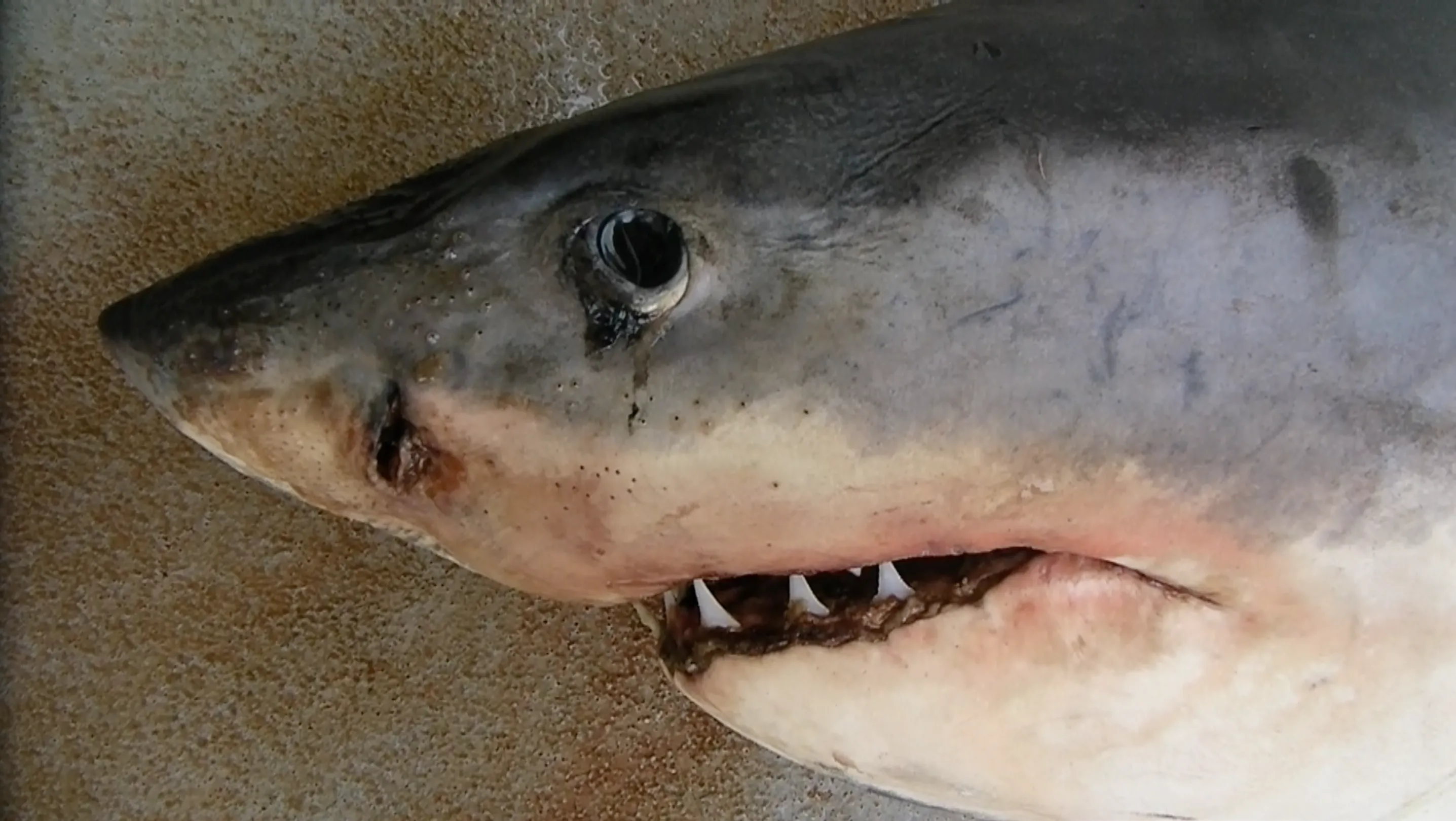Close-up of a dead great white shark's head, eye and teeth